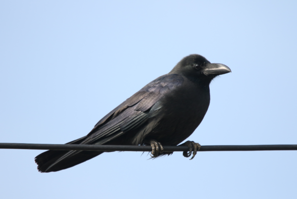 큰부리까마귀 /사진제공=환경부