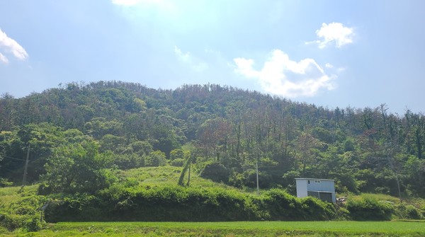 소나무재선충병 피해를 입은 산 /사진제공=산림청
