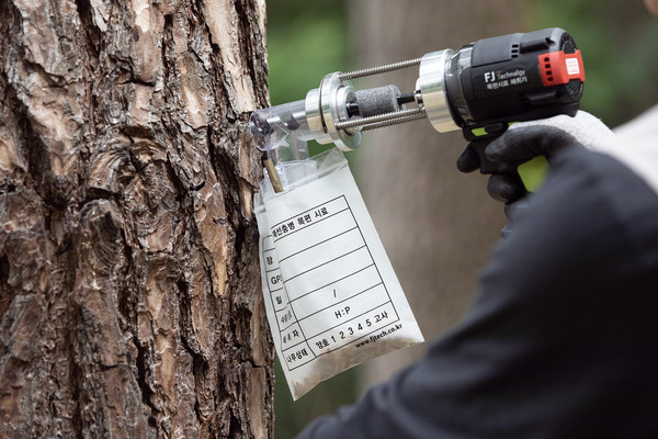소나무재선충병 우전자 진단키트에 사용하기 위한 시료를 채취하고 있다. /사진제공=국립산림과학원