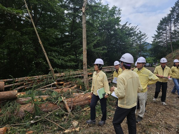 이미라 산림청 차장이 26일 충청북도 옥천군에서 장마철 집중호우에 대비해 목재수확지를 점검하고 있다. /사진제공=산림청