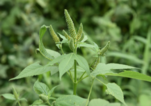 단풍잎돼지풀 /사진제공=환경부