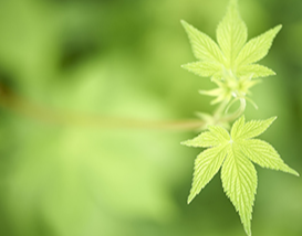 환삼덩굴 /사진제공=환경부