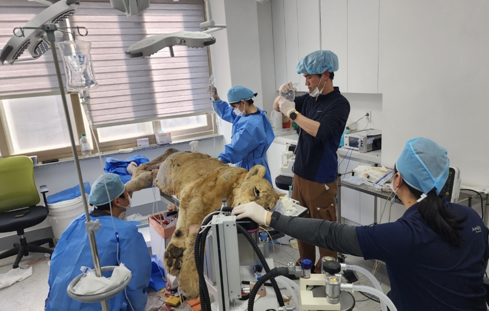 동물원 내에서 사자를 진료를 하는 모습 /사진제공=환경부