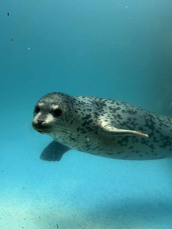 해양수산부는 러시아에서 태어난 어린 점박이물범을 3개월 치료 후 건강을 회복시켜 동해에 방류하며, 생태 연구와 보전을 위한 중요한 자료를 확보했다고 밝혔다. /사진제공=해양수산부