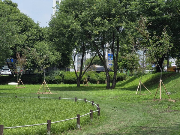 성밖숲 왕버들 후계목  /사진제공=성주군