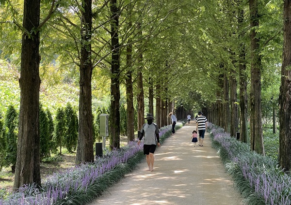 우로지자연숲 메타세쿼이아 가로수길. 보라빛 맥문동이 어우러져 이국적인 풍경이다. /사진제공=영천시