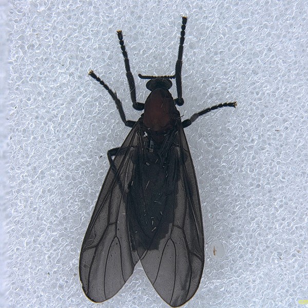 붉은등우단털파리 사진 /사진제공=국립산림과학원