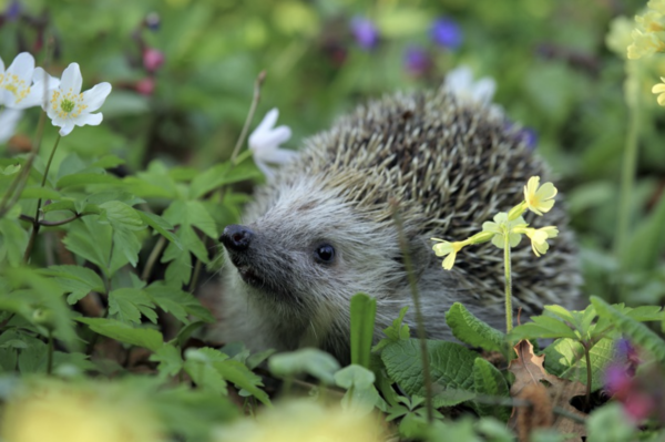 고슴도치/사진=픽사베이