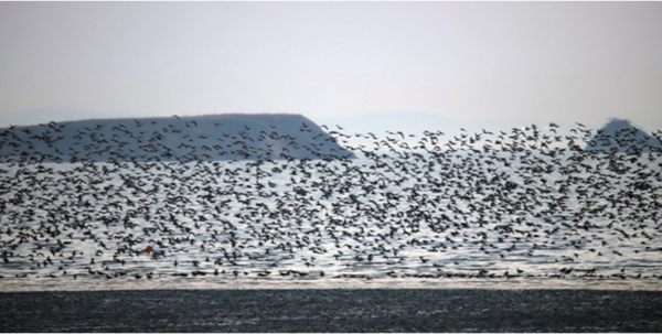 화성습지에서 철새가 날아오르고 있는 모습/사진=화성환경운동연합