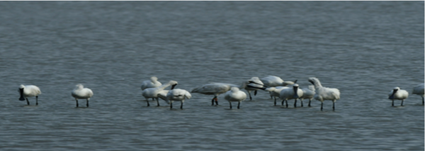저어새 무리/사진=생태조사단