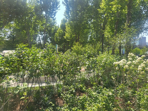 자생식물이 심긴 2025 서울국제정원박람회 정원/사진=이다현 학생기자