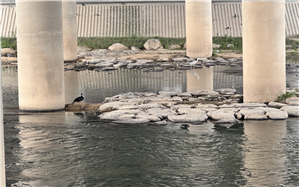 중랑천 조류의 모습 / 사진=이주예 학생기자