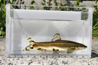 청계천에서 발견된 쉬리 / 사진=서울시설공단