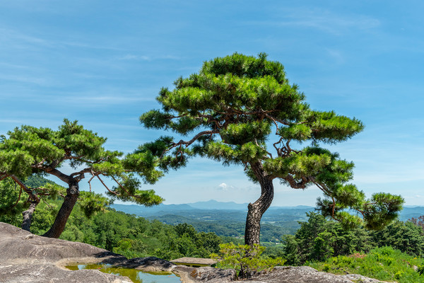 소나무 /사진=환경일보DB