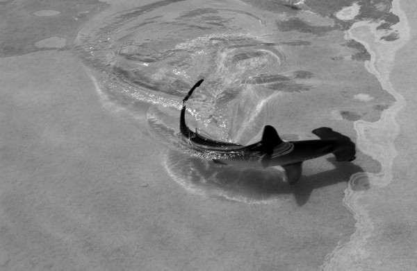 귀상어/ 사진=환경일보DB