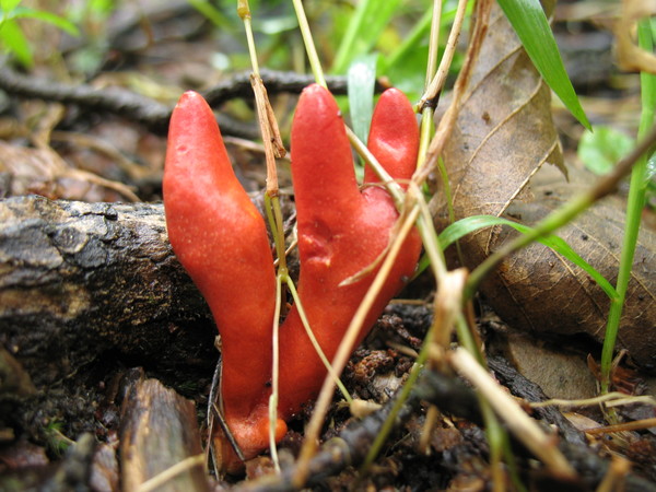 붉은사슴뿔버섯 /사진제공=산림청