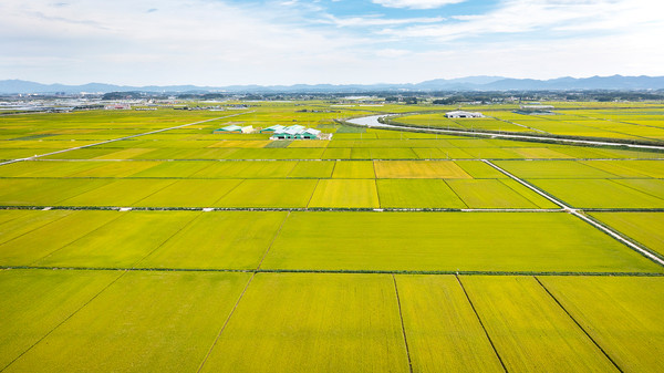 논 /사진=환경일보DB