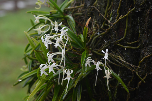 풍란 /사진제공=국립생물자원관 한반도 생물다양성