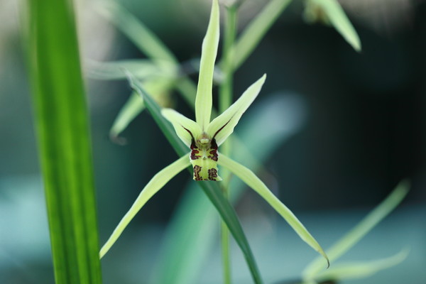 한란 /사진제공=국립생물자원관 한반도 생물다양성