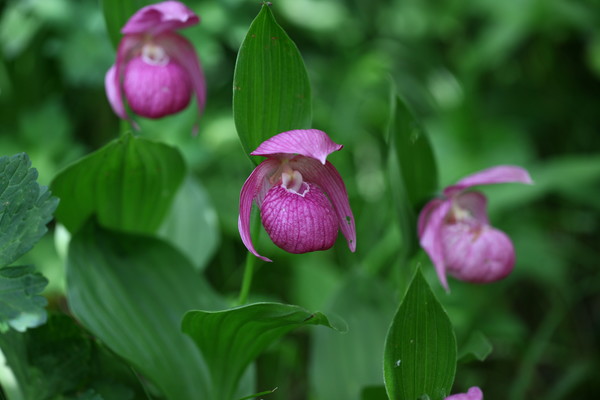 복주머니란/ 사진제공=국립생물자원관 한반도 생물다양성
