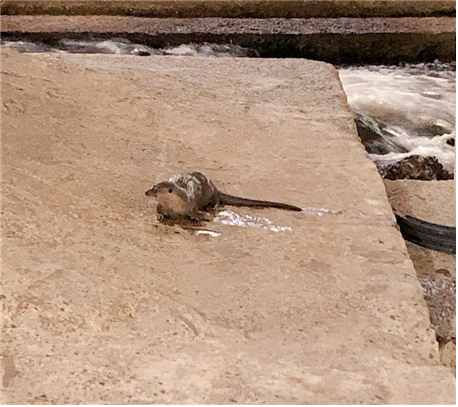 구서역 아래 구서온천천로에서 포착된 수달 사진 /사진제공= 네이버 블로그 해삐한 희야네❤