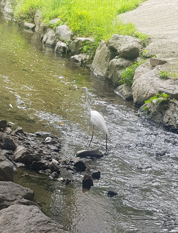 백로 /사진=백성희 학생기자