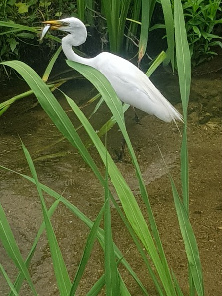 백로는 목을 S자 형태로 굽힐 수 있다. /사진=백성희 학생기자