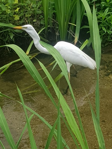 전체적으로 노란색을 띠는 중백로의 부리, 끝부분만 까맣다. /사진=백성희 학생기자