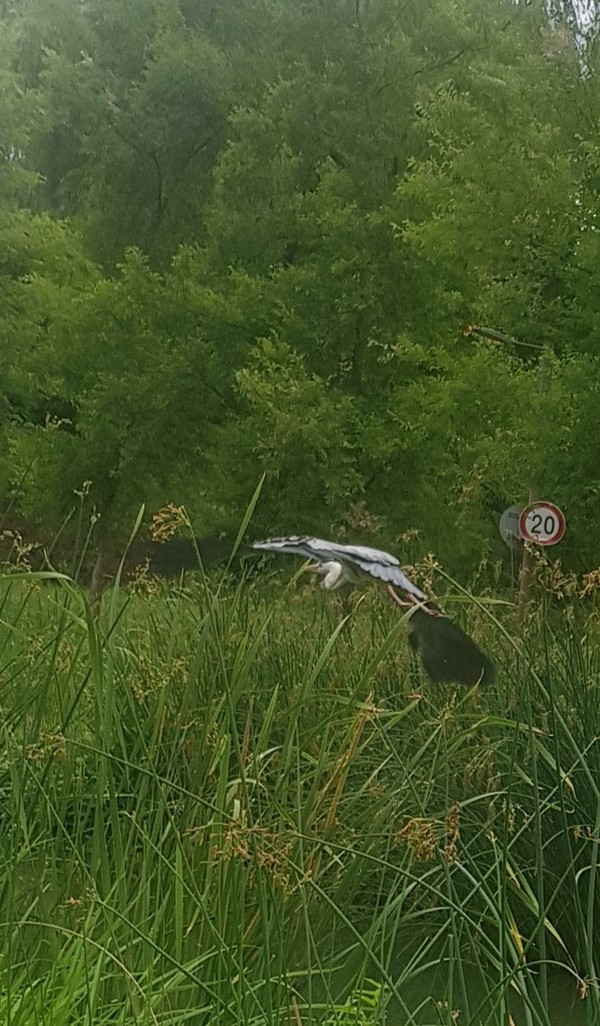 왜가리 /사진=백성희 학생기자