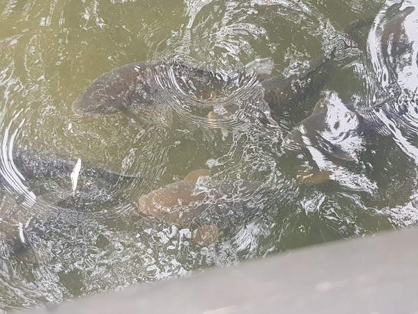 잉어 /사진=백성희 학생기자