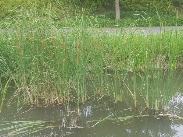 애기부들 /사진=백성희 학생기자