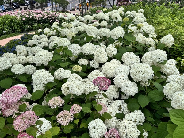 초안산 수국동산에 핀 다양한 색의 수국들 /사진=이주예 학생기자