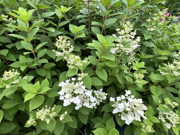 수국의 가짜 꽃 / 사진=이주예 학생기자