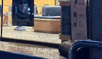 상가에 붙어있는 동양하루살이 떼의 모습 /사진=전지우 학생기자