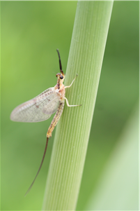 동양하루살이 개체의 모습 /사진제공 = 국립생물자원관