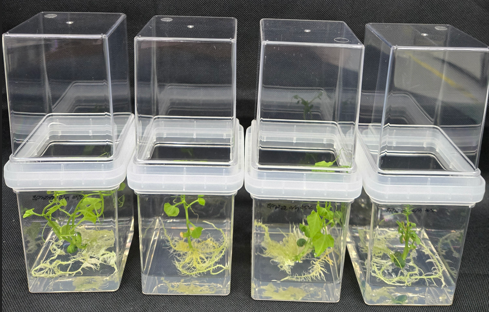 뚜껑덩굴 기내식물체 확보 /사진제공=국립낙동강생물자원관