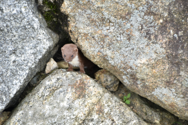 지리산국립공원에서 포착된 무산쇠족제비 /사진제공=국립공원공단