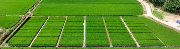 여주시, 신품종 표준재배법 확립을 위한 재배시험 시작 /사진제공=여주시