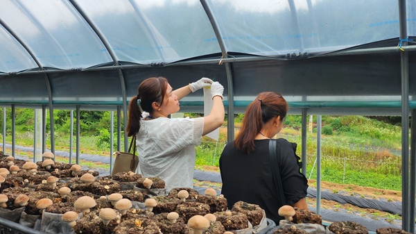 결혼이민여성 표고버섯 재배 교육  /사진제공=안동농협