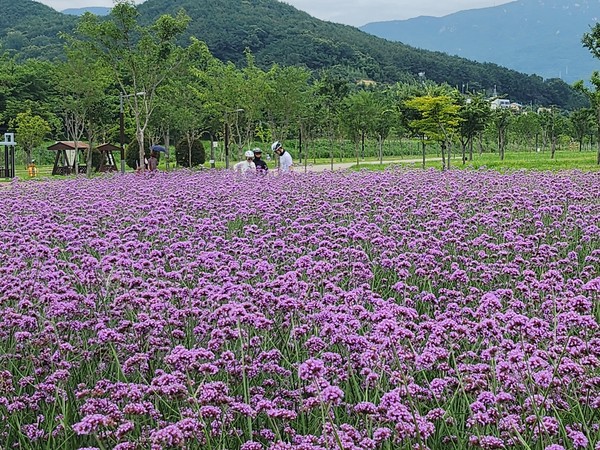 시는 황산공원이 버베나꽃 군락으로 보라색 물결을 조성, 환상적인 전경이라고 전했다. /사진제공=양산시 