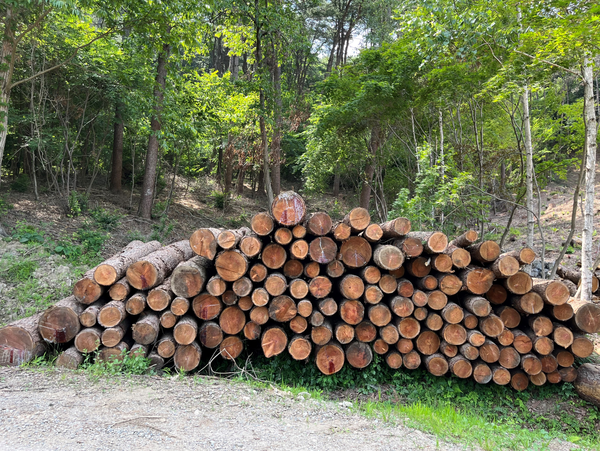 생산재 더미 사진 /사진제공=국립산림과학원