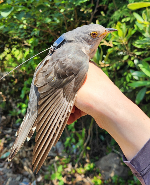 두견이 사진 /사진제공=국립생물자원관