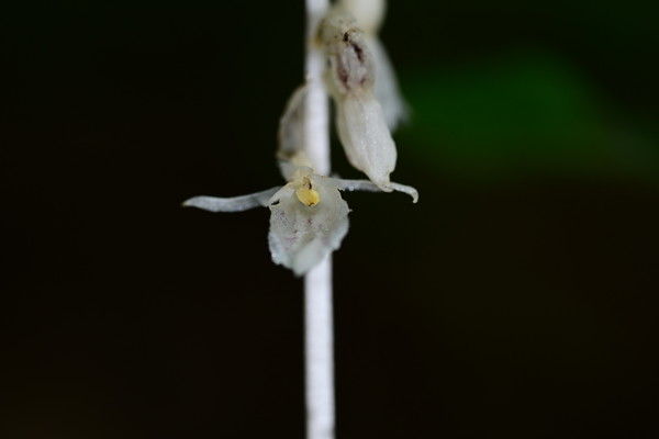 방울유령란 개화 모습 /사진제공=국립산림과학원