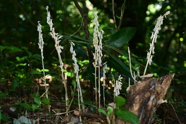 제주 한라산 자락에서 발견한 방울유령란 /사진제공=국립산림과학원