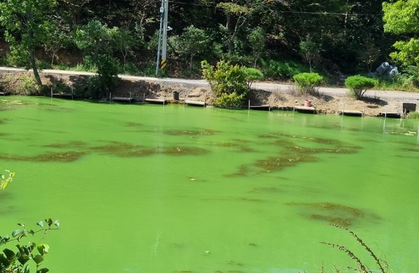 공공수역 녹조 모습 /사진제공=안산시