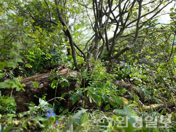 2023 영국 첼시 플라워쇼 ‘백만 년 전에 날아온 편지 : 지리산’ /사진제공=황지해 작가 