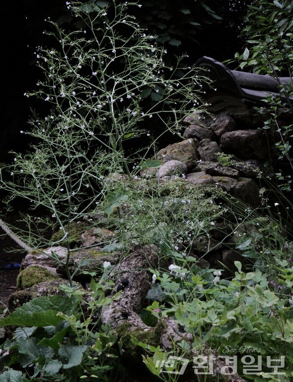 2011 영국 첼시 플라워쇼 ‘해우소’ / 사진제공=황지해 작가 