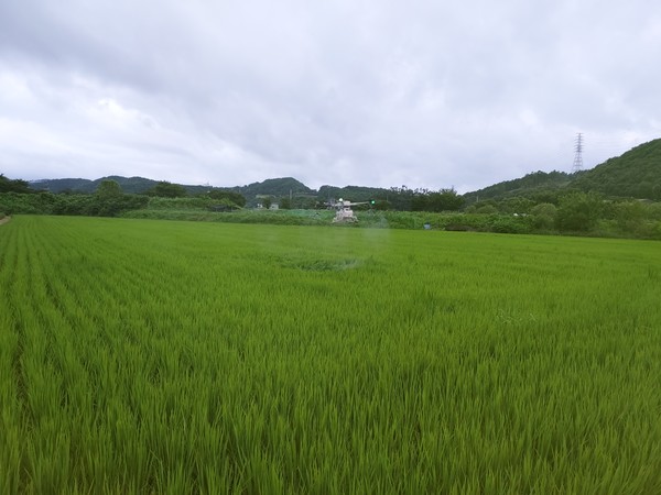 용인특례시, 드론 활용 벼 병해충 공동방제 추진 /사진제공=용인특례시