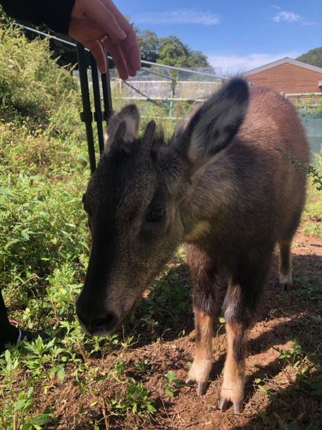 모근세포를 채취한 산양 /사진제공=국립생태원 멸종위기종복원센터