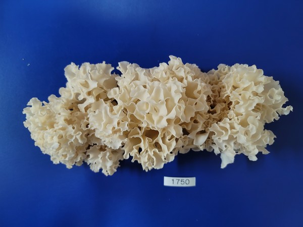 국립산림과학원이 개발한 신품종 '썸머퀸' /사진제공=국립산림과학원